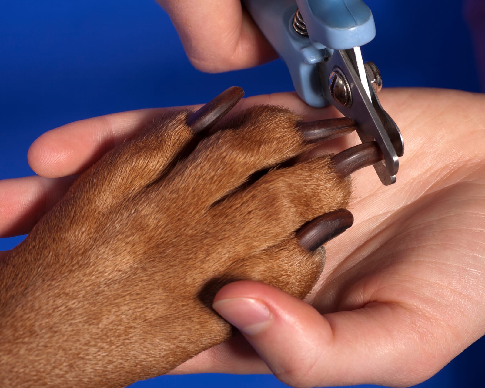 Köpek Tırnak Kesimi | Makas Pet Kuaför | Çengelköy Pet Kuaför