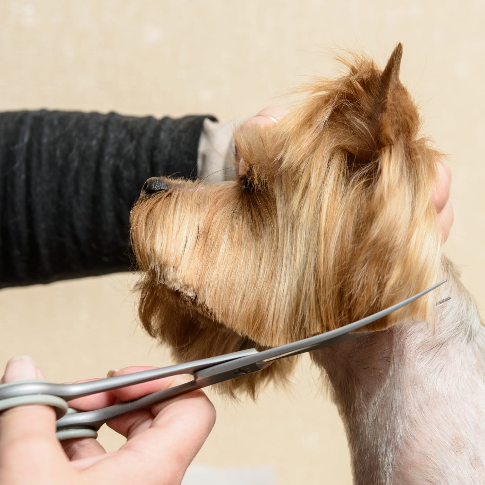 Köpek Makas Tıraşı Nedir ? | Nasıl Yapılır ? | Çengelköy Köpek Makas Tıraşı