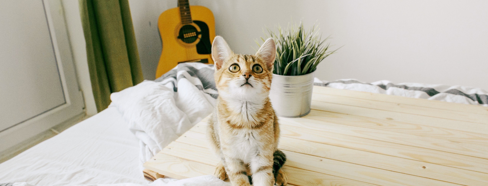 Makas Pet Kuaför Kadköy Pet Kuaför