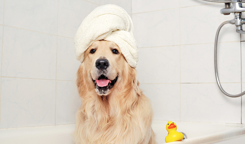 Kopek-banyo-spa