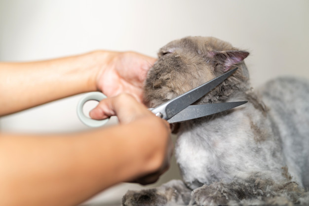 Kedi Makas Traşı