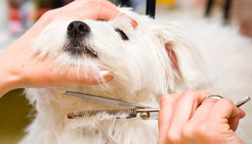 Kadıköy köpek kuaförü